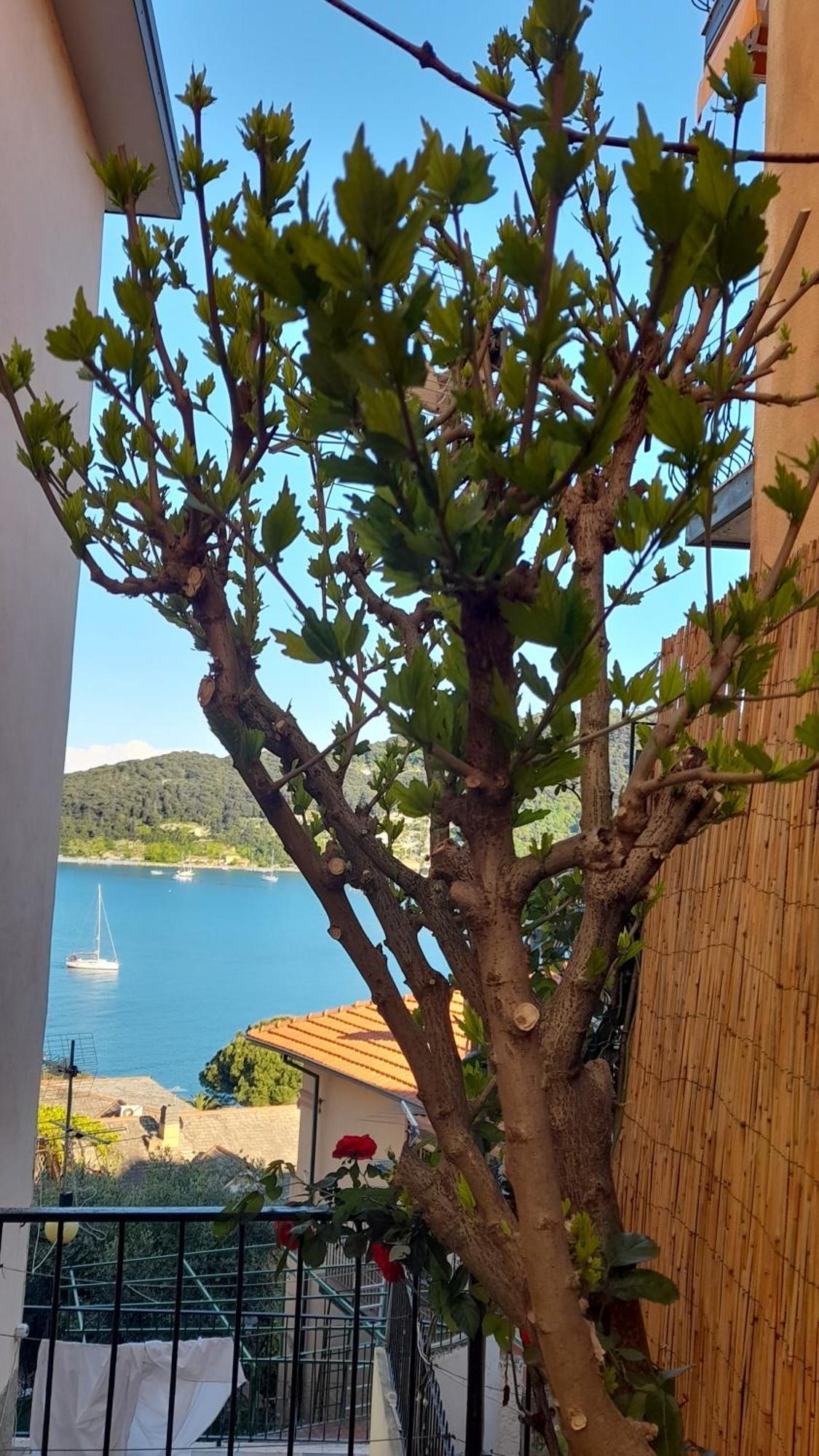 Casa Vacanze Ibiscus Porto Venere Buitenkant foto